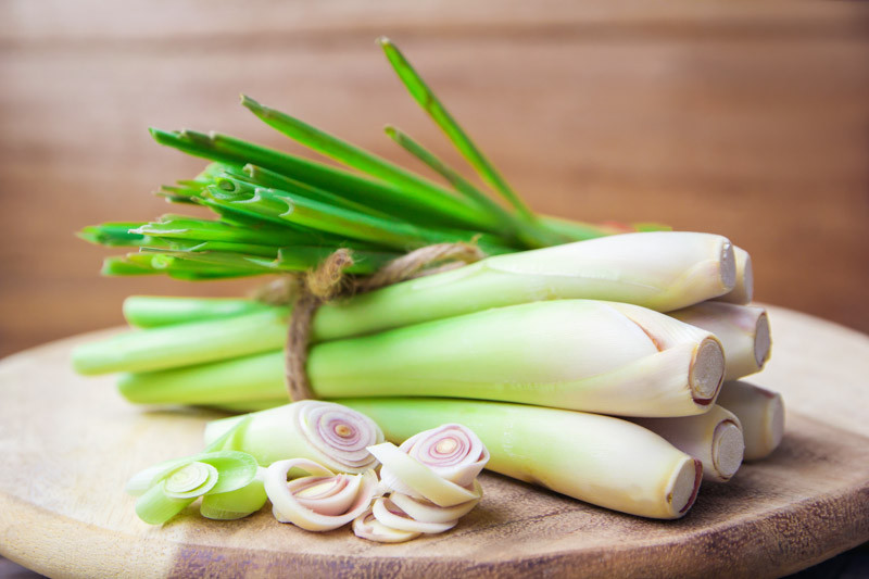 Lemongrass, Lemon GrassCymbopogon citratus